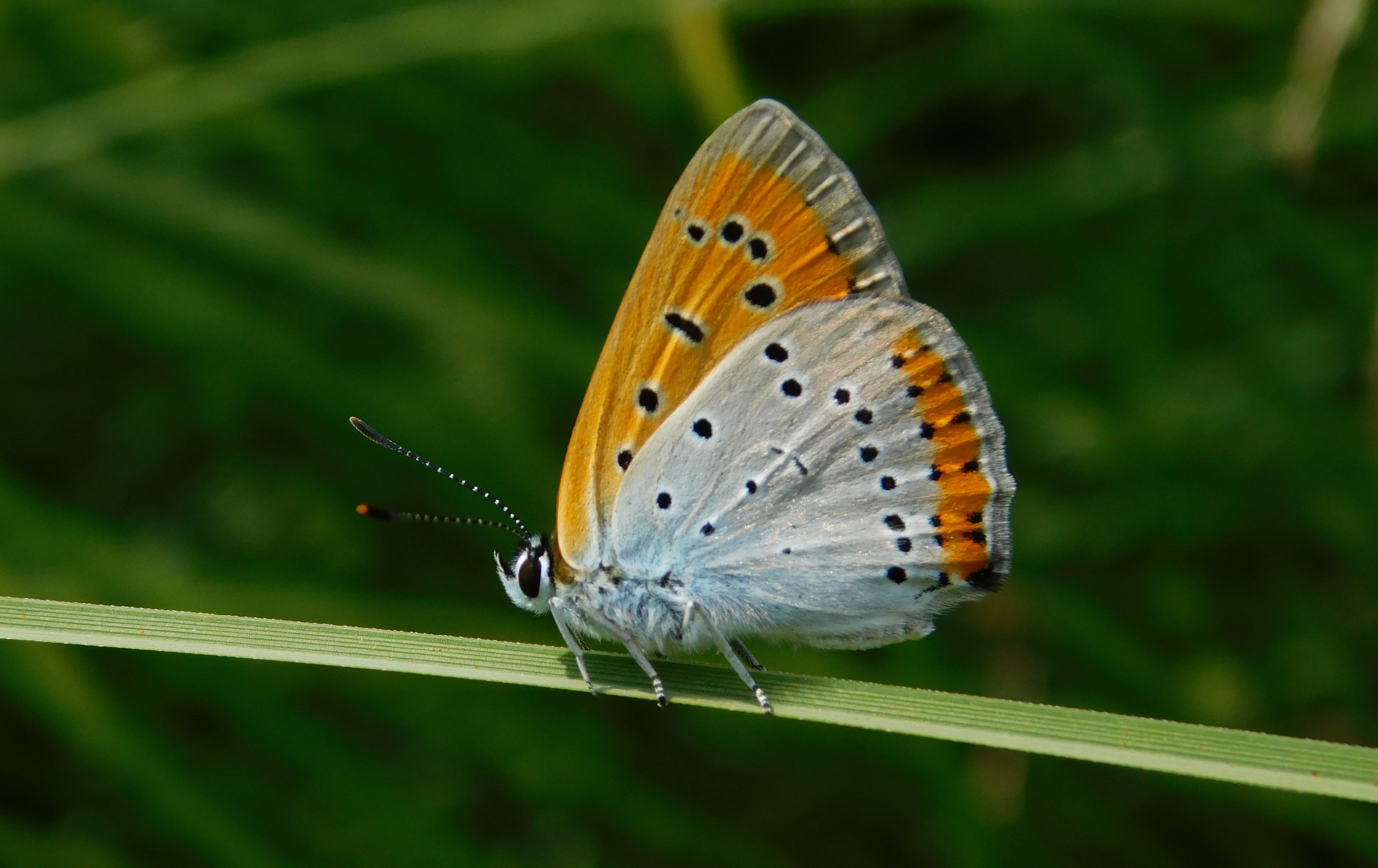 Tajemná obora Hvězda 2: brouci a motýli