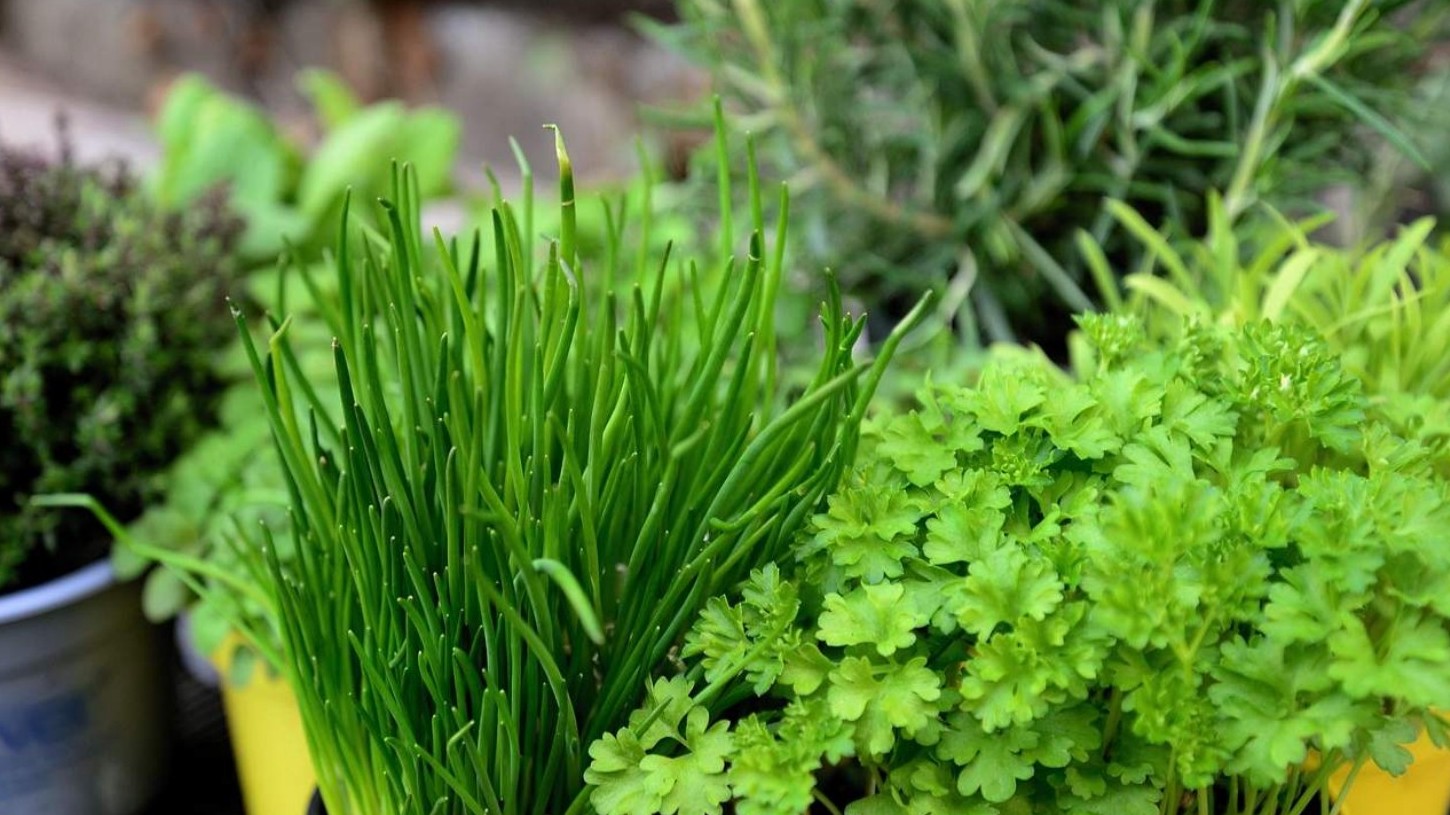 Bylinky: pěstování, zpracování, použití