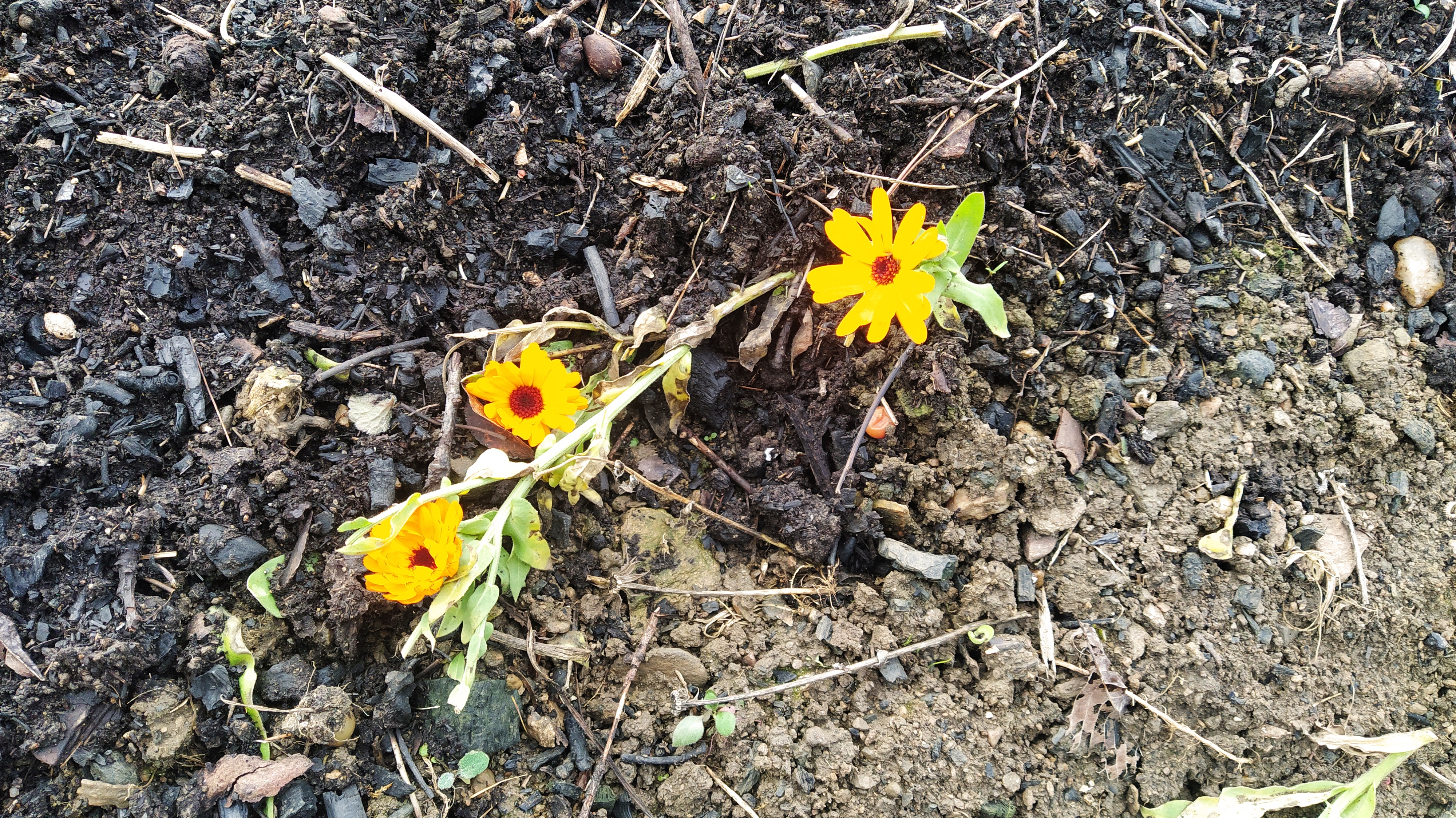 Permakultura a města