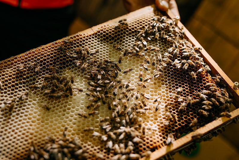 Včelí produkty očima včelaře