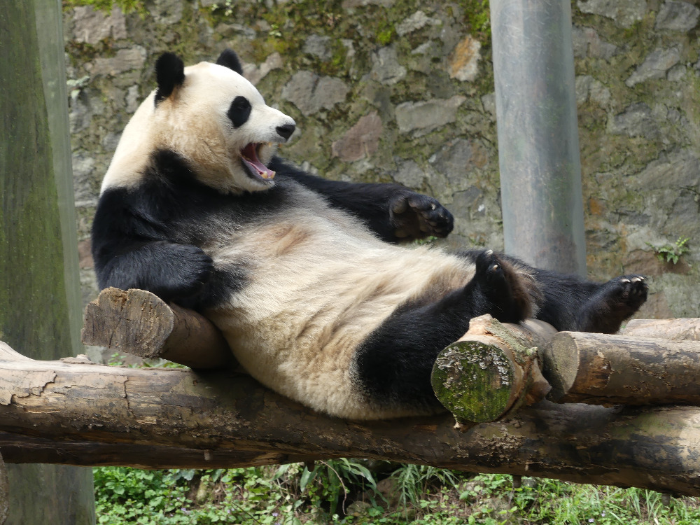 Za pandami v Sečuánu  