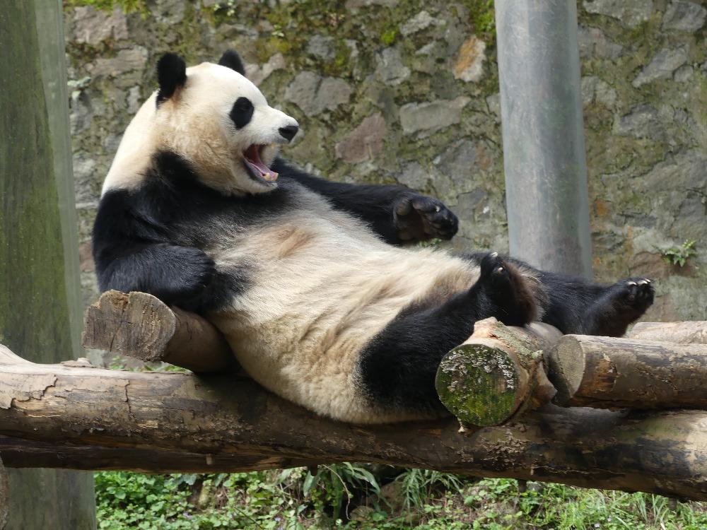 Za pandami v Sečuánu  