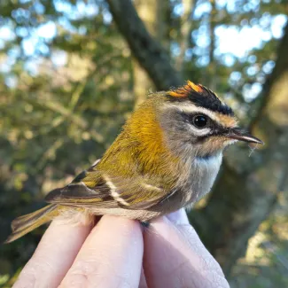 Tajemná obora Hvězda 1: plazi, obojživelníci a ptáci