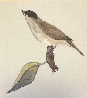 Ornitologická vycházka k narozeninám Veleslava Wahla