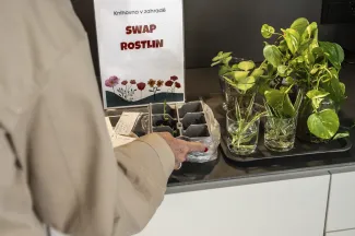 Swap rostlin